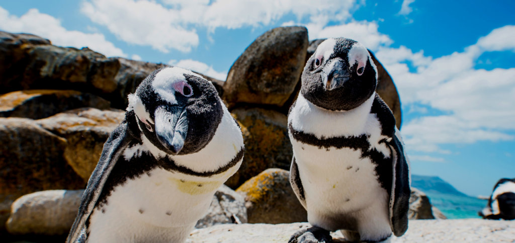Penguins Boulders Beach Simonstown